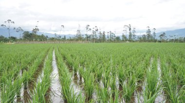 Arkasında dağlar olan pirinç tarlalarının güzel manzarası.