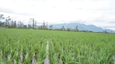 Arkasında dağlar olan pirinç tarlalarının güzel manzarası.