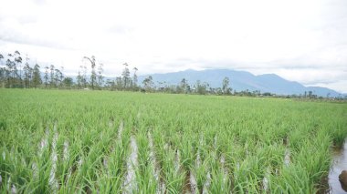 Arkasında dağlar olan pirinç tarlalarının güzel manzarası.