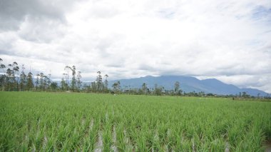 Arkasında dağlar olan pirinç tarlalarının güzel manzarası.