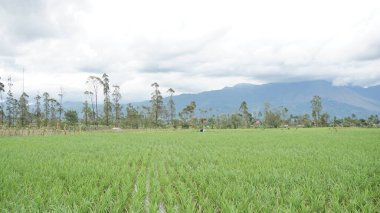 Arkasında dağlar olan pirinç tarlalarının güzel manzarası.