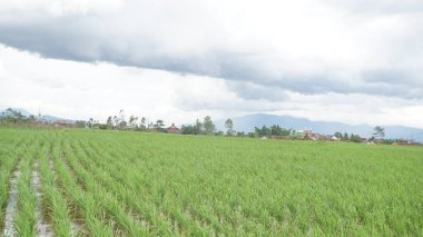 Arkasında dağlar olan pirinç tarlalarının güzel manzarası.