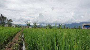 Arkasında dağlar olan pirinç tarlalarının güzel manzarası.
