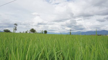 Arkasında dağlar olan pirinç tarlalarının güzel manzarası.