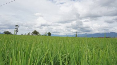 Arkasında dağlar olan pirinç tarlalarının güzel manzarası.