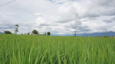 Arkasında dağlar olan pirinç tarlalarının güzel manzarası.