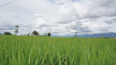 Arkasında dağlar olan pirinç tarlalarının güzel manzarası.