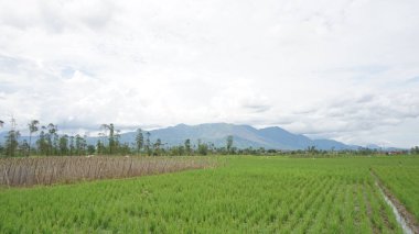 Arkasında dağlar olan pirinç tarlalarının güzel manzarası.