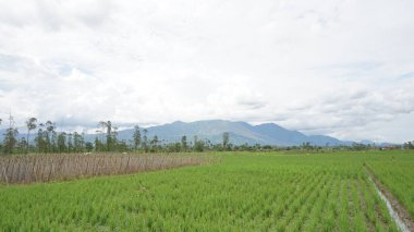 Arkasında dağlar olan pirinç tarlalarının güzel manzarası.