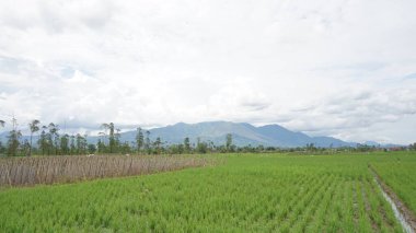 Arkasında dağlar olan pirinç tarlalarının güzel manzarası.
