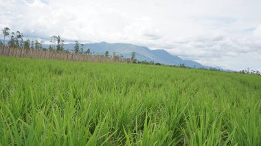 Arkasında dağlar olan pirinç tarlalarının güzel manzarası.