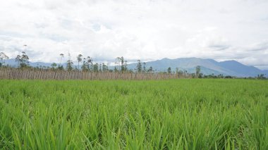 Arkasında dağlar olan pirinç tarlalarının güzel manzarası.