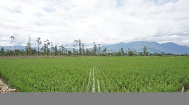 Arkasında dağlar olan pirinç tarlalarının güzel manzarası.