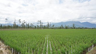 Arkasında dağlar olan pirinç tarlalarının güzel manzarası.