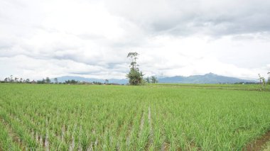 Arkasında dağlar olan pirinç tarlalarının güzel manzarası.
