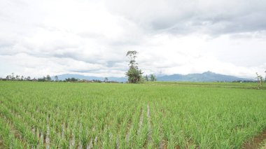 Arkasında dağlar olan pirinç tarlalarının güzel manzarası.