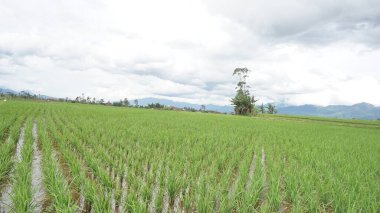 Arkasında dağlar olan pirinç tarlalarının güzel manzarası.