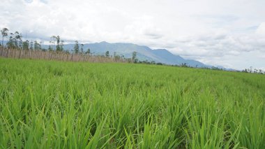 Arkasında dağlar olan pirinç tarlalarının güzel manzarası.