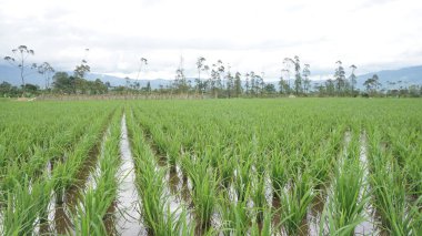Arkasında dağlar olan pirinç tarlalarının güzel manzarası.
