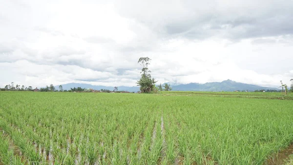 Arkasında dağlar olan pirinç tarlalarının güzel manzarası.