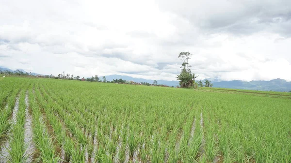 Arkasında dağlar olan pirinç tarlalarının güzel manzarası.