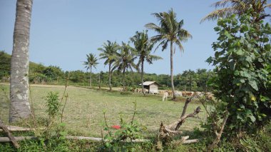 Arkasında dağlar olan pirinç tarlalarının güzel manzarası.