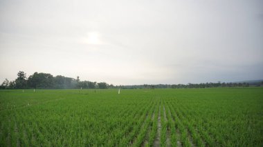 Arkasında dağlar olan pirinç tarlalarının güzel manzarası.