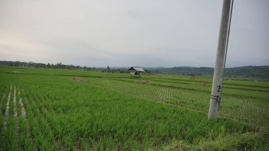 Arkasında dağlar olan pirinç tarlalarının güzel manzarası.