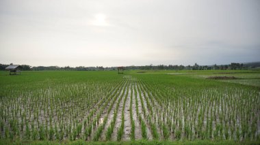 Arkasında dağlar olan pirinç tarlalarının güzel manzarası.