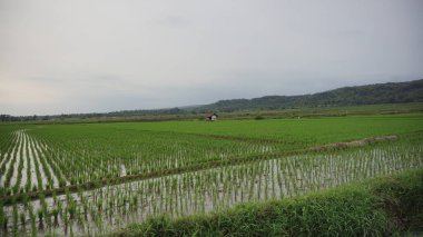 Arkasında dağlar olan pirinç tarlalarının güzel manzarası.