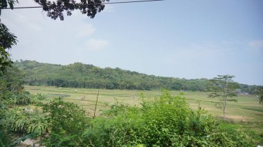 Arkasında dağlar olan pirinç tarlalarının güzel manzarası.