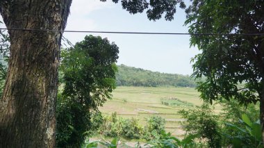 Arkasında dağlar olan pirinç tarlalarının güzel manzarası.