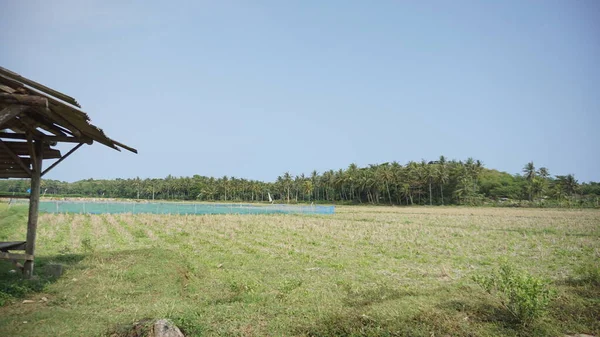 背景に山のある田んぼの美しい風景 — ストック写真