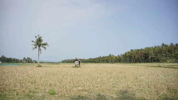 Arkasında Dağlar Olan Pirinç Tarlalarının Güzel Manzarası — Stok fotoğraf