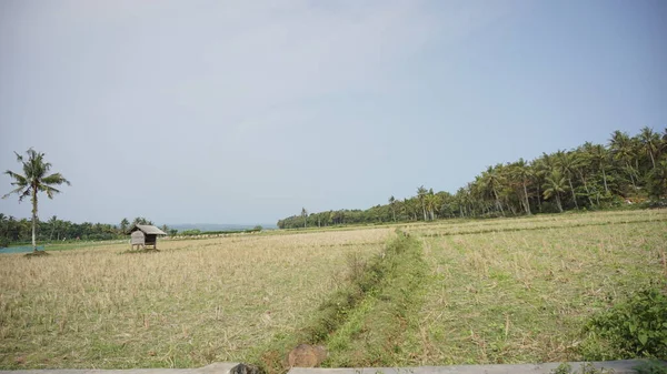 Bela Paisagem Vista Campos Arroz Com Montanhas Fundo — Fotografia de Stock