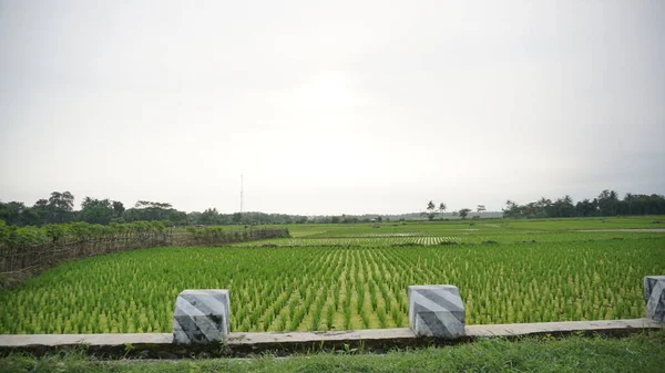 Arkasında Dağlar Olan Pirinç Tarlalarının Güzel Manzarası — Stok fotoğraf