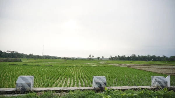 Arkasında dağlar olan pirinç tarlalarının güzel manzarası.