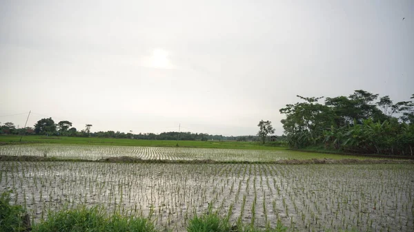 Hermosa Vista Del Paisaje Campos Arroz Con Montañas Fondo — Foto de Stock