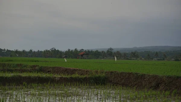 Schöne Landschaft Mit Reisfeldern Und Bergen Hintergrund — Stockfoto