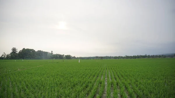 Arkasında dağlar olan pirinç tarlalarının güzel manzarası.