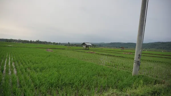 背景に山のある田んぼの美しい風景 — ストック写真