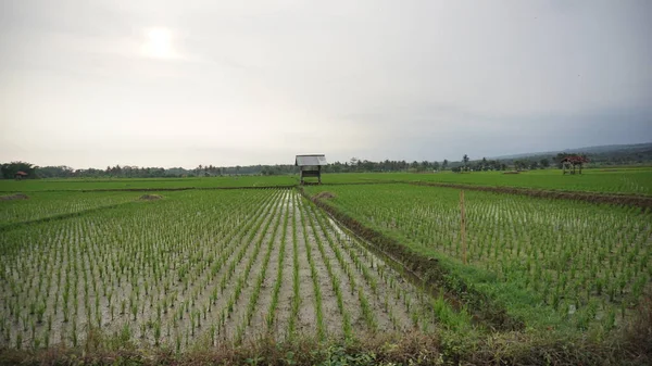 Arkasında dağlar olan pirinç tarlalarının güzel manzarası.