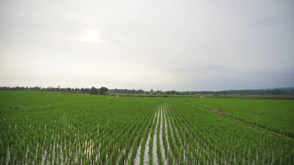 Schöne Landschaft Mit Reisfeldern Und Bergen Hintergrund — Stockfoto
