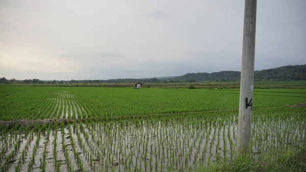 Hermosa Vista Del Paisaje Campos Arroz Con Montañas Fondo — Foto de Stock