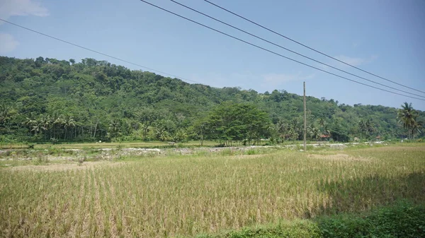 Arkasında dağlar olan pirinç tarlalarının güzel manzarası.