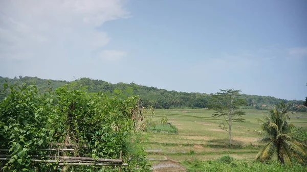 Arkasında dağlar olan pirinç tarlalarının güzel manzarası.