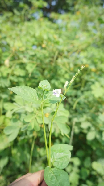 Las Flores Hermoso Jardín Jardín Ven Verdes — Foto de Stock