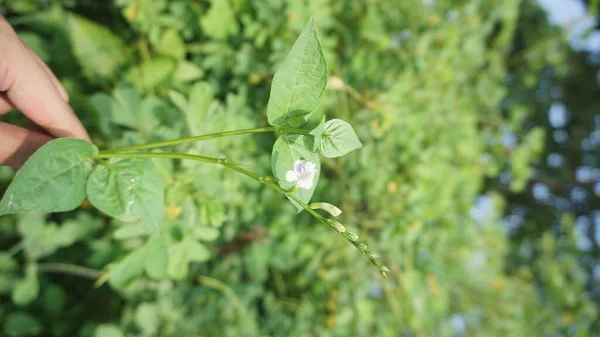 花园里美丽的花园里的花看起来是绿色的 — 图库照片