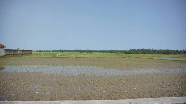 Bela Paisagem Vista Campos Arroz Com Montanhas Fundo — Fotografia de Stock