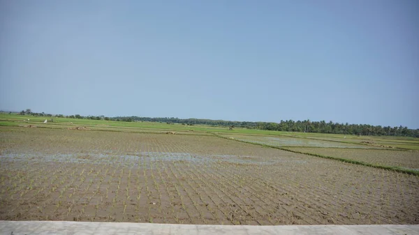 Bela Paisagem Vista Campos Arroz Com Montanhas Fundo — Fotografia de Stock